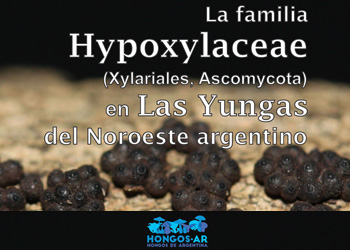 Libro Hypoxylaceae teaser